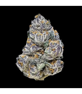 Rainbow Melon Fast Buds | Σπόροι Φωτοπεριόδου