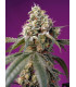 Bruce Banner Auto - Αυτόματοι Σπόροι Κάνναβης Sweet Seeds