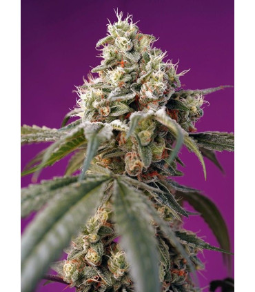 Bruce Banner Auto - Αυτόματοι Σπόροι Κάνναβης Sweet Seeds