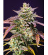 Purple Punch OG XL Auto - Αυτόματοι Σπόροι Κάνναβης Sweet Seeds