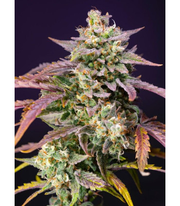 Purple Punch OG XL Auto - Αυτόματοι Σπόροι Κάνναβης Sweet Seeds