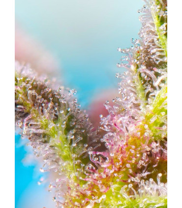 Purple Punch OG XL Auto - Αυτόματοι Σπόροι Κάνναβης Sweet Seeds