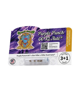 Purple Punch OG XL Auto