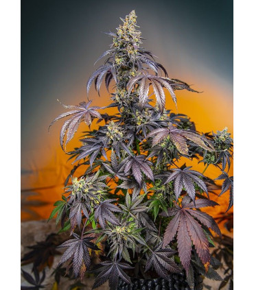 Red Gorilla Girl XL Auto - Αυτόματοι Σπόροι Κάνναβης Sweet Seeds