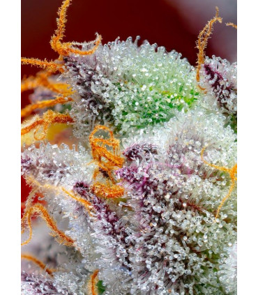 Red Gorilla Girl XL Auto - Αυτόματοι Σπόροι Κάνναβης Sweet Seeds