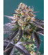 Red Strawberry Banana Auto - Αυτόματοι Σπόροι Κάνναβης Sweet Seeds