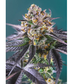 Red Strawberry Banana Auto - Αυτόματοι Σπόροι Κάνναβης Sweet Seeds