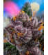 Red Strawberry Banana Auto - Αυτόματοι Σπόροι Κάνναβης Sweet Seeds