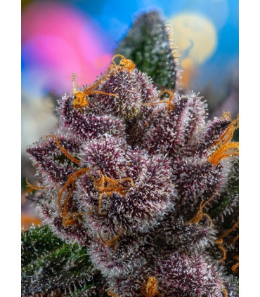 Red Strawberry Banana Auto - Αυτόματοι Σπόροι Κάνναβης Sweet Seeds