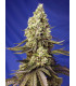 Runtz XL Auto - Αυτόματοι Σπόροι Κάνναβης Sweet Seeds
