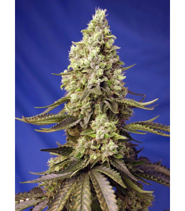 Runtz XL Auto - Αυτόματοι Σπόροι Κάνναβης Sweet Seeds