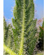 Runtz XL Auto - Αυτόματοι Σπόροι Κάνναβης Sweet Seeds