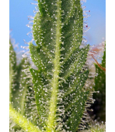 Runtz XL Auto - Αυτόματοι Σπόροι Κάνναβης Sweet Seeds