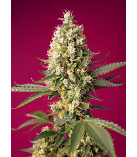 Skywalker OG Runtz XL Auto - Αυτόματοι Σπόροι Κάνναβης Sweet Seeds