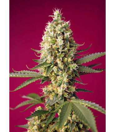 Skywalker OG Runtz XL Auto - Αυτόματοι Σπόροι Κάνναβης Sweet Seeds