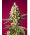 Skywalker OG Runtz XL Auto