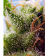 Skywalker OG Runtz XL Auto - Αυτόματοι Σπόροι Κάνναβης Sweet Seeds