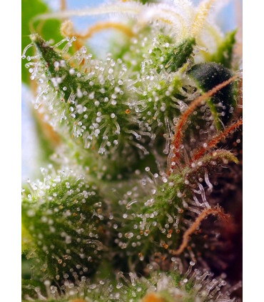 Skywalker OG Runtz XL Auto - Αυτόματοι Σπόροι Κάνναβης Sweet Seeds