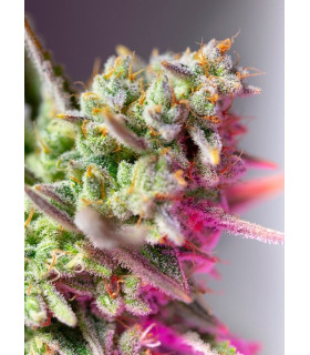 Sweet Mimosa XL Auto - Αυτόματοι Σπόροι Κάνναβης Sweet Seeds