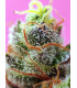 Sweet Mimosa XL Auto - Αυτόματοι Σπόροι Κάνναβης Sweet Seeds