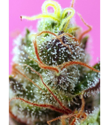 Sweet Mimosa XL Auto - Αυτόματοι Σπόροι Κάνναβης Sweet Seeds