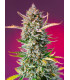 Gorilla Sherbet F1 Fast Version - Σπόροι Κάνναβης Γρήγορης Άνθοφορίας Sweet Seeds