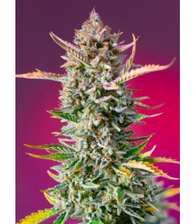 Gorilla Sherbet F1 Fast Version - Σπόροι Κάνναβης Γρήγορης Άνθοφορίας Sweet Seeds