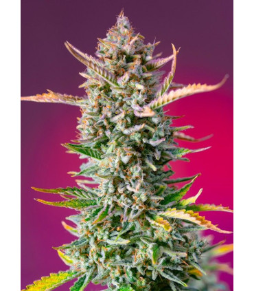 Gorilla Sherbet F1 Fast Version - Σπόροι Κάνναβης Γρήγορης Άνθοφορίας Sweet Seeds