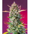Gorilla Sherbet F1 Fast Version