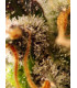 Gorilla Sherbet F1 Fast Version - Σπόροι Κάνναβης Γρήγορης Άνθοφορίας Sweet Seeds