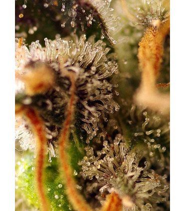 Gorilla Sherbet F1 Fast Version - Σπόροι Κάνναβης Γρήγορης Άνθοφορίας Sweet Seeds