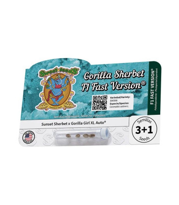 Gorilla Sherbet F1 Fast Version - Σπόροι Κάνναβης Γρήγορης Άνθοφορίας Sweet Seeds