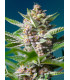 Purple Punch OG - Θηλυκοποιημένοι Σπόροι Κάνναβης Sweet Seeds