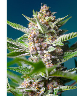 Purple Punch OG - Θηλυκοποιημένοι Σπόροι Κάνναβης Sweet Seeds