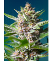 Purple Punch OG