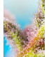 Purple Punch OG - Θηλυκοποιημένοι Σπόροι Κάνναβης Sweet Seeds
