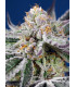 Orange Apricot Glue XL Auto - Αυτόματοι Σπόροι Κάνναβης Sweet Seeds