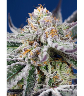 Orange Apricot Glue XL Auto - Αυτόματοι Σπόροι Κάνναβης Sweet Seeds