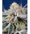 Orange Apricot Glue XL Auto