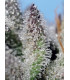 Orange Apricot Glue XL Auto - Αυτόματοι Σπόροι Κάνναβης Sweet Seeds