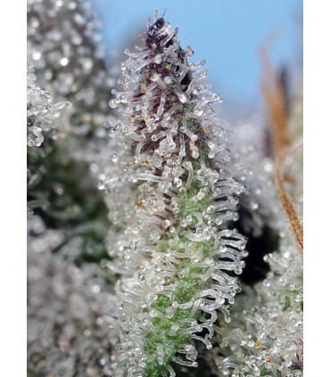 Orange Apricot Glue XL Auto - Αυτόματοι Σπόροι Κάνναβης Sweet Seeds