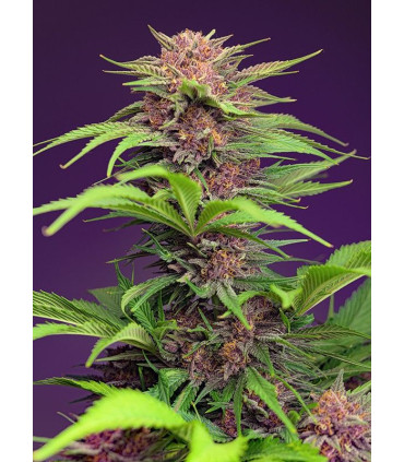 Red Mimosa XL Auto - Αυτόματοι Σπόροι Κάνναβης Sweet Seeds