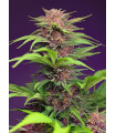Red Mimosa XL Auto