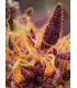 Red Mimosa XL Auto - Αυτόματοι Σπόροι Κάνναβης Sweet Seeds