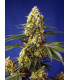 Strawberry Banana Gelato XL Auto - Αυτόματοι Σπόροι Κάνναβης Sweet Seeds