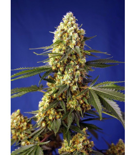 Strawberry Banana Gelato XL Auto - Αυτόματοι Σπόροι Κάνναβης Sweet Seeds