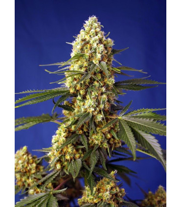 Strawberry Banana Gelato XL Auto - Αυτόματοι Σπόροι Κάνναβης Sweet Seeds
