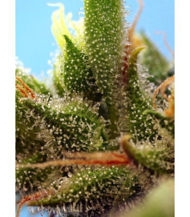 Strawberry Banana Gelato XL Auto - Αυτόματοι Σπόροι Κάνναβης Sweet Seeds