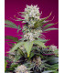 Sweet Mandarine Zkittlez XL Auto - Αυτόματοι Σπόροι Κάνναβης Sweet Seeds
