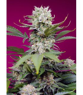 Sweet Mandarine Zkittlez XL Auto - Αυτόματοι Σπόροι Κάνναβης Sweet Seeds